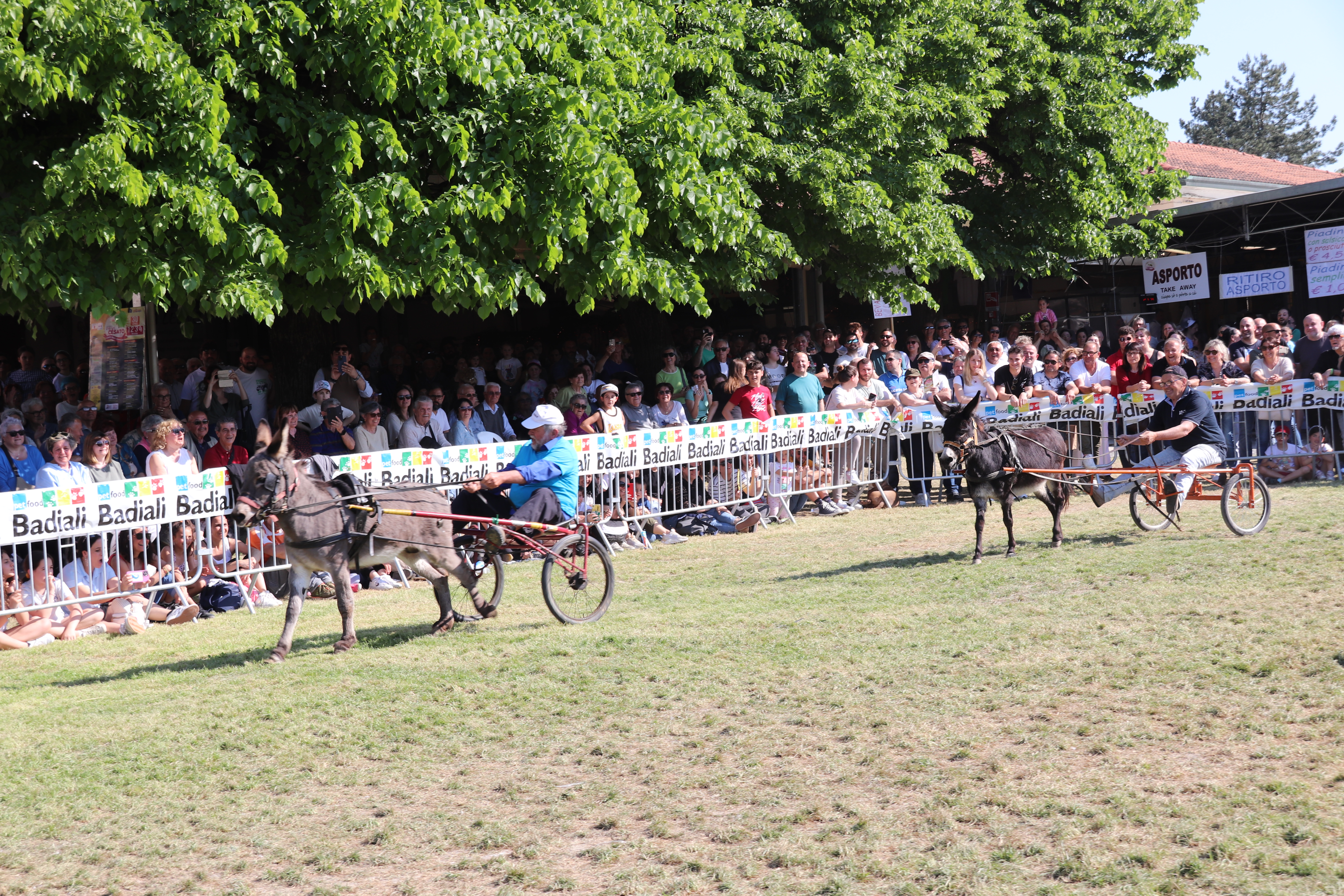 Corsa dei somari durante la Sagra della Campagna
